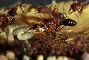 Queens Prints: Bulldog ant - queen showing wing muscles, in artificial nest chamber with workers