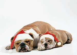 Bulldog - asleep with puppy wearing Christmas hats