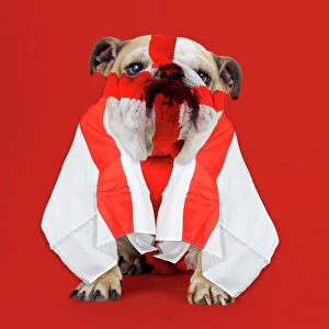 Flag Gallery: Bulldog - face painted with St George cross and flag dra