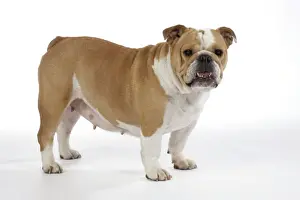 Bulldog - female