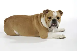 Bulldog - female