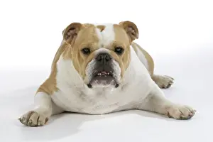 Bulldog - female