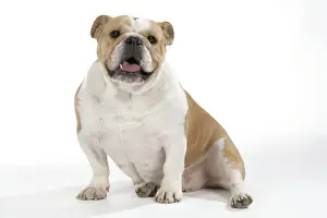 Bulldog - female