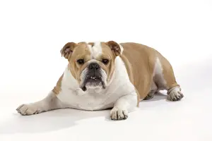 Bulldog - female