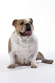 Bulldog - female