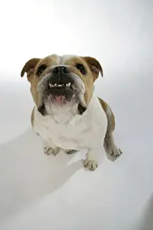 Bulldog - female sitting down
