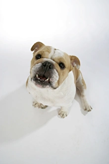 Bulldogs - male and female