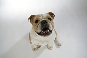 Bulldogs - male and female
