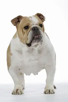 Bitch Prints: Bulldog - female standing up