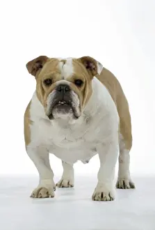 Bulldog - female standing up