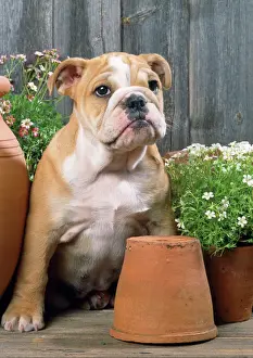 Pots Prints: Bulldog - with flowerpots