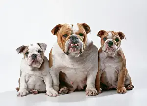 Protection Prints: Bulldog JD 16754 With puppies © John Daniels / ardea. com