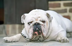 Bulldog - laying down