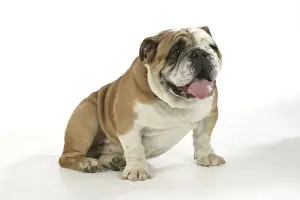 Bulldog - male