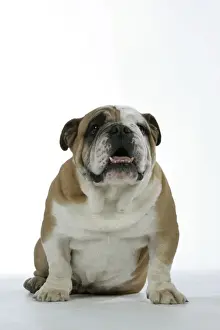 Utlity Breeds Prints: Bulldog - male sitting down