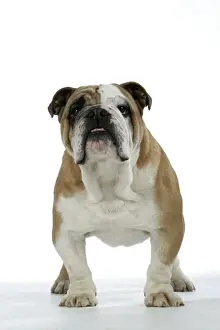 Utlity Breeds Prints: Bulldog - male standing up