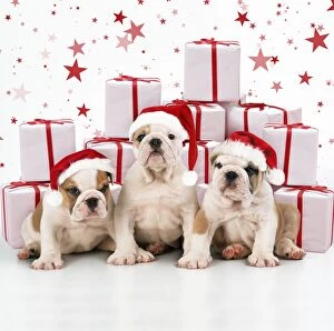 Images Dated 21st October 2015: Bulldog Puppies