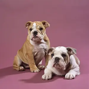 Bulldog Puppies