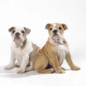 Bulldog Puppies