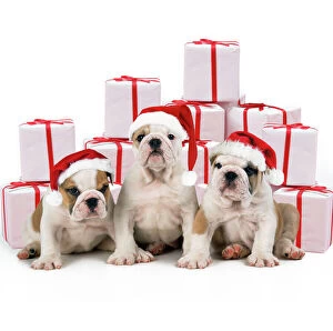 Bulldog Puppies - sitting with Christmas presents, wearing Christmas hats