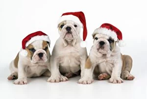 Bulldog Puppies - wearing Christmas hats