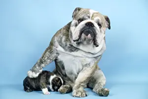 Bulldog - and puppy