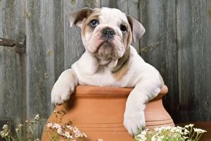 Bulldog - puppy in flowerpot