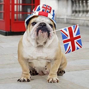 Images Dated 4th June 2014: Bulldog - with Union Jack hat and flag - sitting in front of