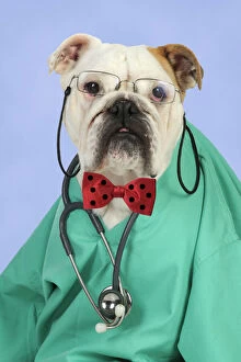 Images Dated 5th August 2010: Bulldog in vets scrubs wearing glasses & stethoscope Digital Manipulation