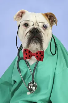 Dressed Up Prints: Bulldog in vets scrubs wearing glasses & stethoscope Digital Manipulation: background colour & bow tie