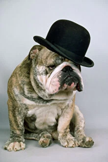 Bulldog - wearing bowler hat