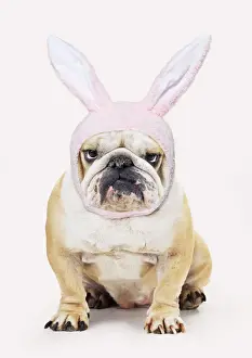 Humour Prints: Bulldog, wearing Easter bunny hat
