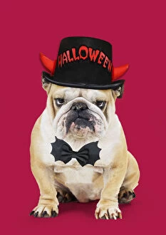 Bulldog, wearing Halloween hat and bow tie