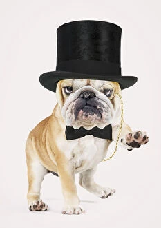 Bulldog, wearing top hat monocle and bow tie
