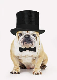 Bulldog, wearing top hat monocle and bow tie