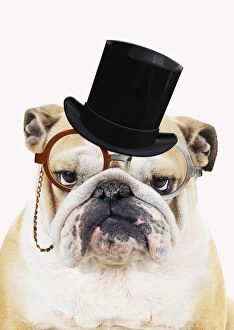 Images Dated 31st March 2020: Bulldog, wearing top hat monocle and bow tie glasses