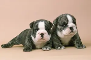 Campanion Breeds Prints: Bulldog - four weeks old