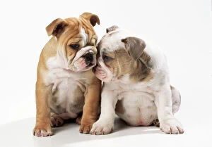 Utility Breeds Collection: Bulldog - x2 puppies