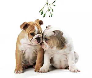MISTLETOE