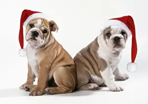Grumpy Prints: Bulldog - x2 puppies wearing Christmas hats