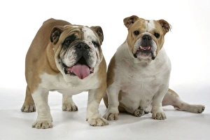 Bulldogs - male and female