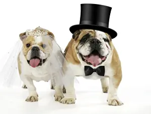 Celebration Prints: Bulldogs - male and female Digital Manipulation: Tiara & Bow tie JD. Hat & veil made