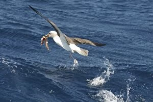 BullerOA³ Albatross - With food in beak
