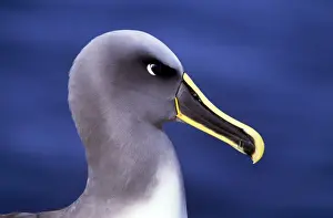 Albatrosses Prints: Buller's Albatross - Chatham Island - New Zealand