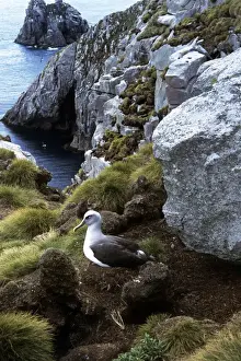 Albatrosses Prints: Buller's Albatross - Nesting - Snares Island - New Zealand