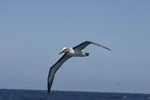 Bullers Albatross Off Eaglehawk Neck, Tasmania, Australia