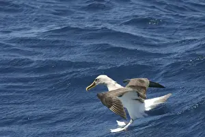 Bullers Albatross Off Eaglehawk Neck Tasmania Australia