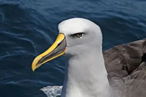 Albatrosses Prints: Buller's Albatross - off the Kaikoura Coast, South Island, New Zealand