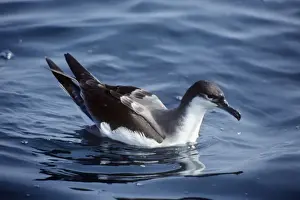 Buller's Shearwater New Zealand