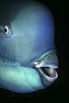 Bullethead Parrotfish - Note the many teeth that form the parrot like beak